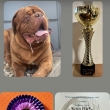 MVP INTERCANIS CACIB FCI BRNO (60.RO�N�K)