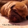 Vrh:A Baurydy Kor�n 1 t�den
