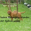 Tesoro Baurydy-Kor�n 20 t�dn�