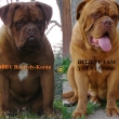 Vrh:A Baurydy-Kor�n RODI�E: (otec:Tobby Baurydy-Kor�n@matka:Believe i am your z O���k�)