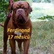 FERDINAND 17 m�s�c�