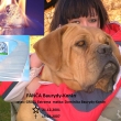 FAN�A Baurydy-Kor�n In Memori
