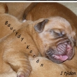 Baurydy-Kor�n vrh:T 1t�den