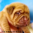 Vrh:A Baurydy Kor�n 2 t�dny