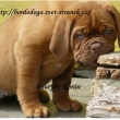 Baurydy-Kor�n vrh:T 9t�dn�