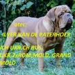 Otec:JCH UKR,CH RUS,UKR,2x ROM,MOLD,GRAND MOLD ILVER VAN DE PATERHOEK