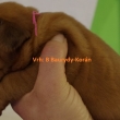 Vrh:B 2 t�dny