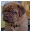 Vrh:Y Baurydy-Kor�n 5 t�dn�