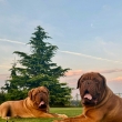 💙Karls Hugo Baurydy-Korn (4.5 roku) otec: Edguy Diamonds in the sky matka: NEAUTY GIRL du Clos des Malicieuses  & 💙Edward Baurydy-Korn (6 let) otec: Zbojnk Baurydy-Korn matka: Tesro Baurydy Korn
