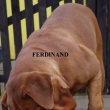 FERDINAND 4 a pl roku