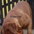 FERDINAND 4 a p�l roku