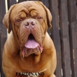 FERDINAND 4 a p�l roku