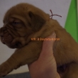 Vrh:B 2 t�dny