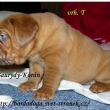 Baurydy-Kor�n vrh:T