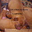 Vrh:A Baurydy Korn 4 a pl tdne