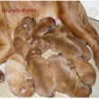 Baurydy-Kor�n vrh:T 1t�den