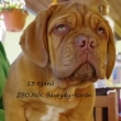 13 t�dn� Zbojn�k Baurydy-Kor�n