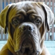 FERDINAND 17 m�s�c�