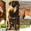 VIGO Baurydy-Kor�n