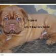 Vrh:Y Baurydy-Kor�n 5 t�dn�