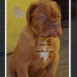 XANDOR Baurydy-Kor�n 7 a p�l t�dne