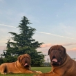 💙 V p�edu:Edward Baurydy-Kor�n (t�m�� 6 let) otec:Zbojn�k Baurydy-Kor�n matka: Tes�ro Baurydy-Kor�n  &  💙 V zadu:Karls Hugo Baurydy-Kor�n (t�m�� 4 roky)otec: Edguy Diamonds in the sky matka: NEAUTY GIRL du Clos des Malicieuses