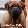 matka: COCO PUFFS z Ok