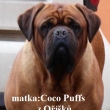 matka: COCO PUFFS z O���k�