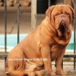 otec: Qvo�ty del Dogue della Valle (ITA)
