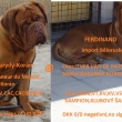 Rodie:otec Ferdinand (import Blorusko)@matka:Tesoro Baurydy-Korn