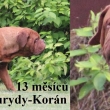 UGAR Ok Baurydy-Korn 13 msc