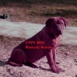 UPPY BOU Baurydy-Kor�n