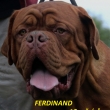 FERDINAND 16 m�s�c�