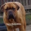 CHANTAL BLACK z O���k�