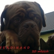 FERDINAND 20 m�s�c�