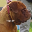 TOBBY Baurydy-Kor�n 2 a p�l roku