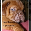 Ugar Baurydy-Kor�n 4 t�dny