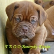 Baurydy-Kor�n vrh:T