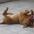 Laura  na dvo�e