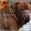Prosba psa