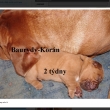 Baurydy-Kor�n 2 t�dny vrh: X