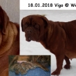 Rodie vrhu B otec: Vigo Baurydy-Korn matka: Wendy Baurydy-Korn