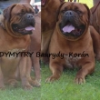 matka:DYMYTRY Baurydy-Kor�n