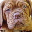 XL WOODY Baurydy-Kor�n 8 t�dn�