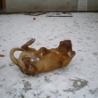 na dvo�e Leon Baurydy-Kor�n