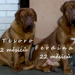 FERDINAND 22 m�s�c�