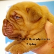 Vrh:A Baurydy Kor�n 2 t�dny