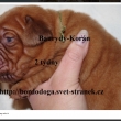 Baurydy-Kor�n 2 t�dny vrh: X