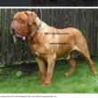 Otec: Gert z Vesni�ky u hranic(10x CAC, CACA Eurodog, CWC, res.CACIB, 3x n�rodn� v�t�z, 3x CACIB, 8x BOB, �ampion Bosny a Hercegoviny.)