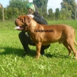 FERDINAND 2 a p�l roku